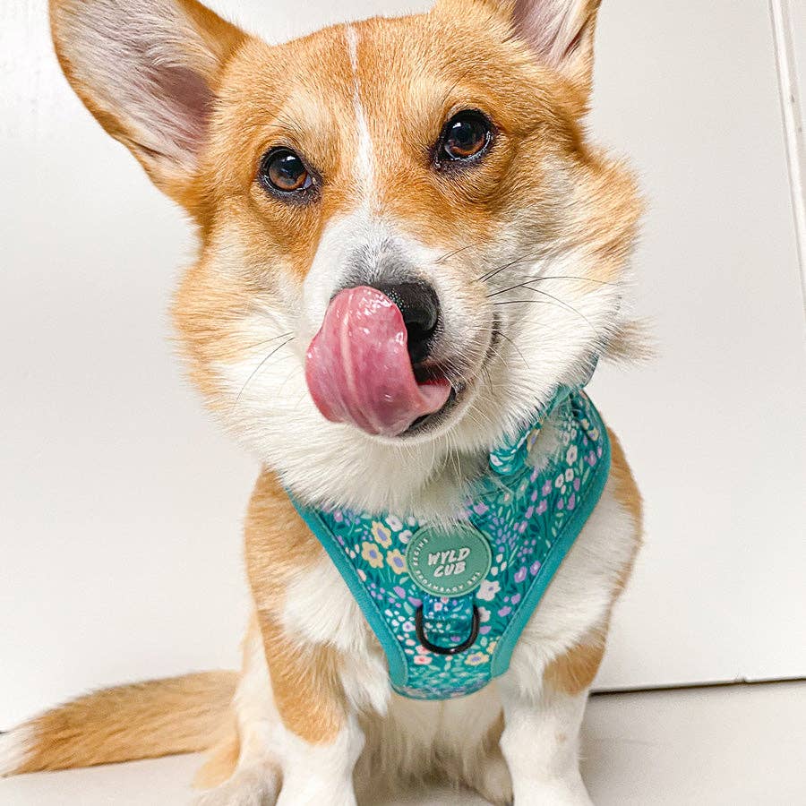 Adjustable Dog Harness: Notting Hill Mint