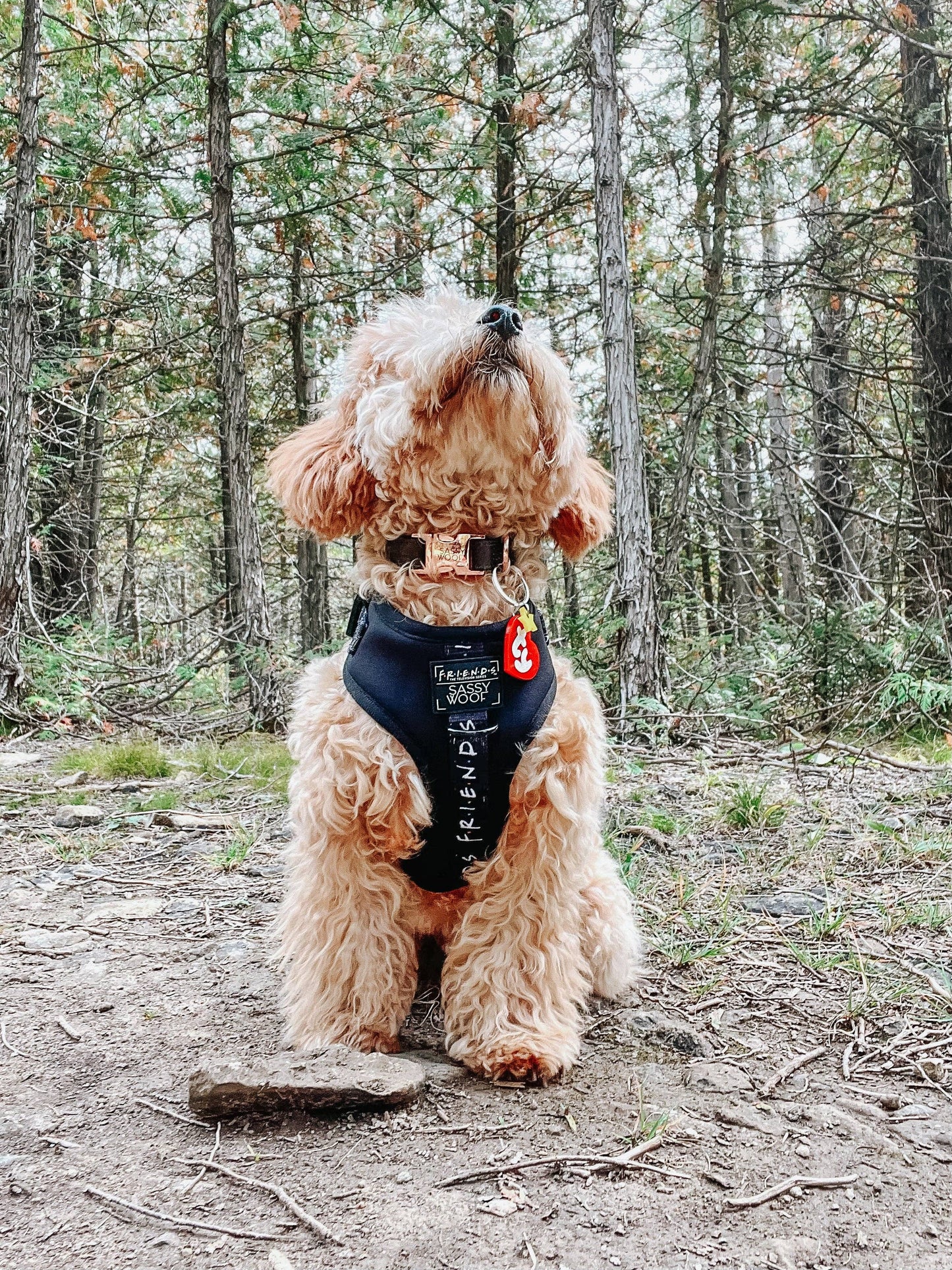 Dog Adjustable Harness - Baby Got Black