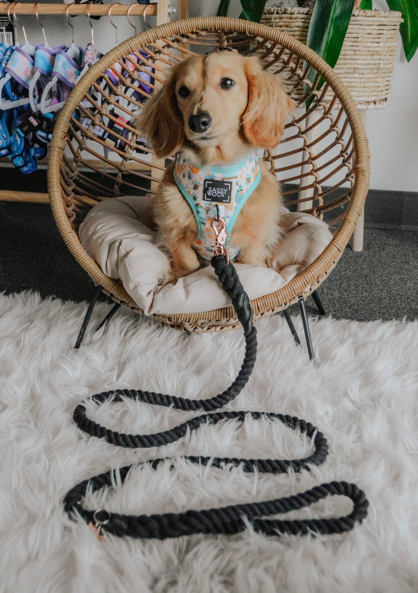 Dog Rope Leash - Noir