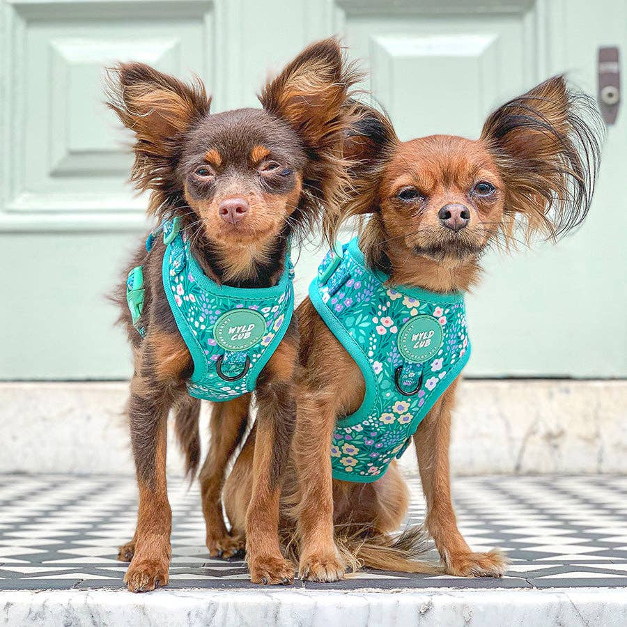Adjustable Dog Harness: Notting Hill Mint