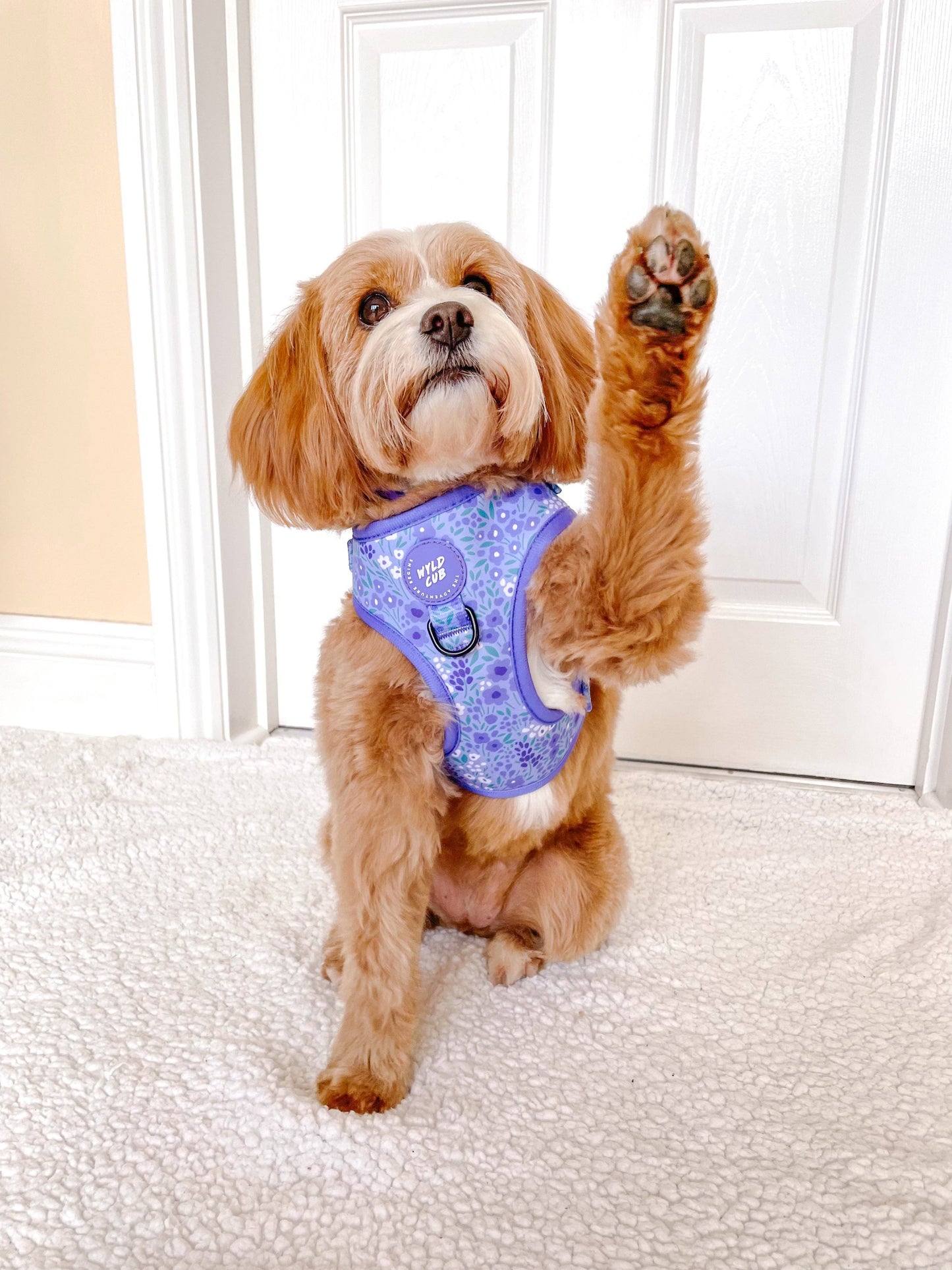 Adjustable Dog Harness: Notting Hill Wisteria