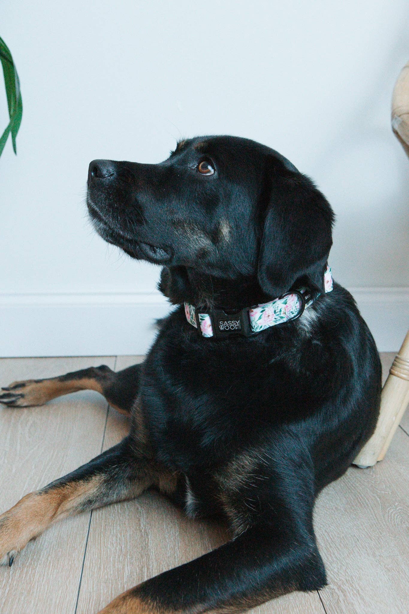 Dog Collar - Magnolia