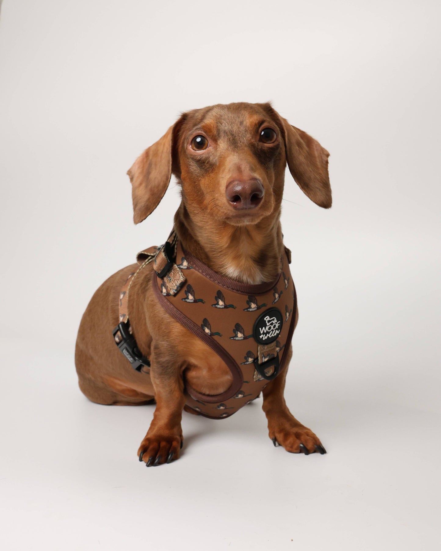Adjustable Dog Harness - DUCK HUNTING DOG