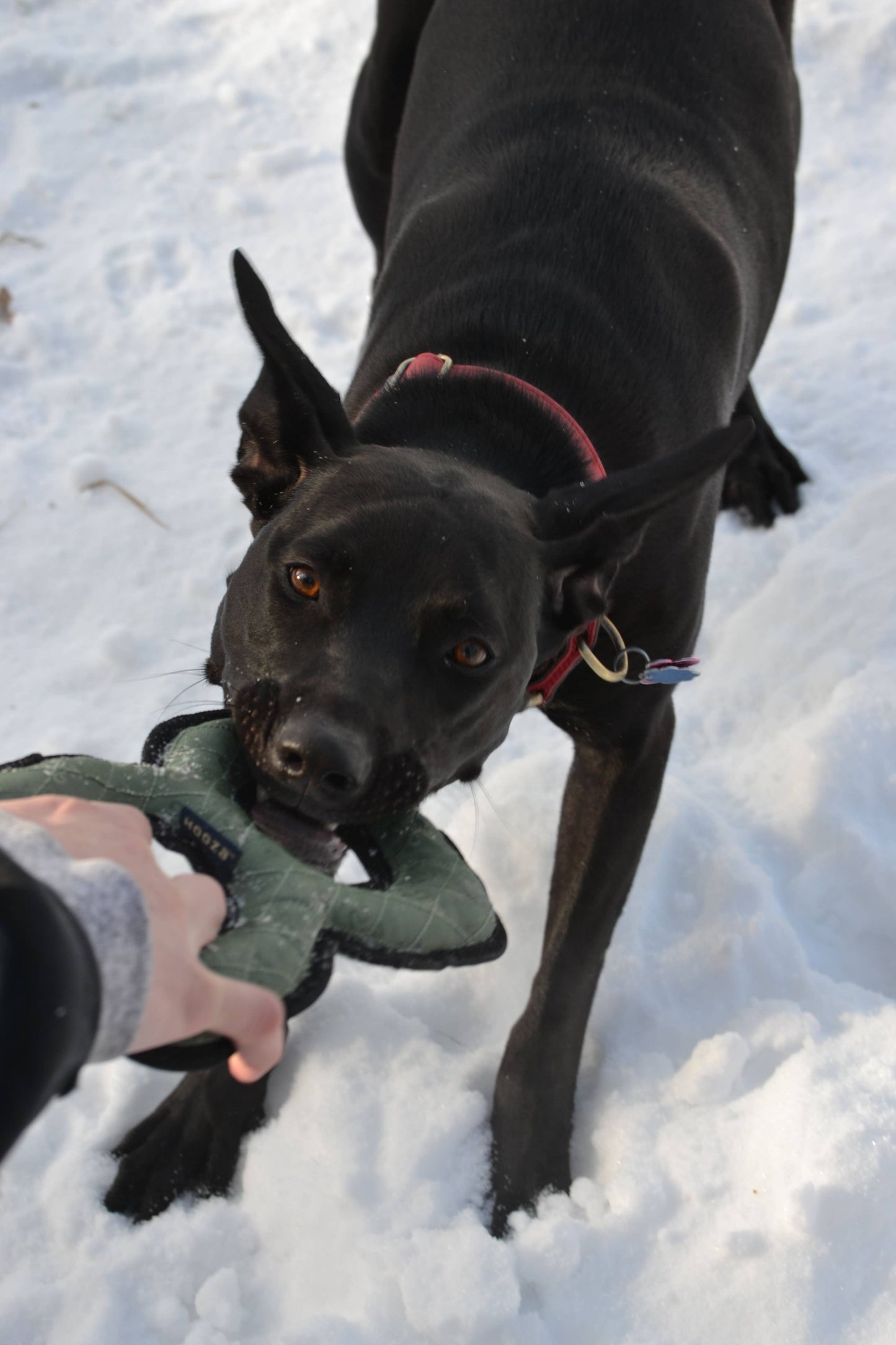 Hooza Tug