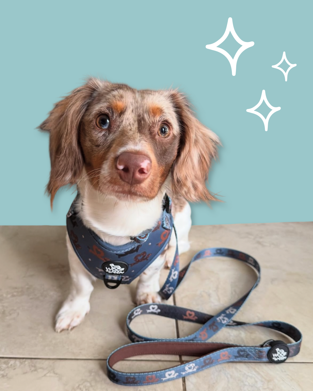 Dachshund Adjustable Harness - I HEART DACHSHUNDS