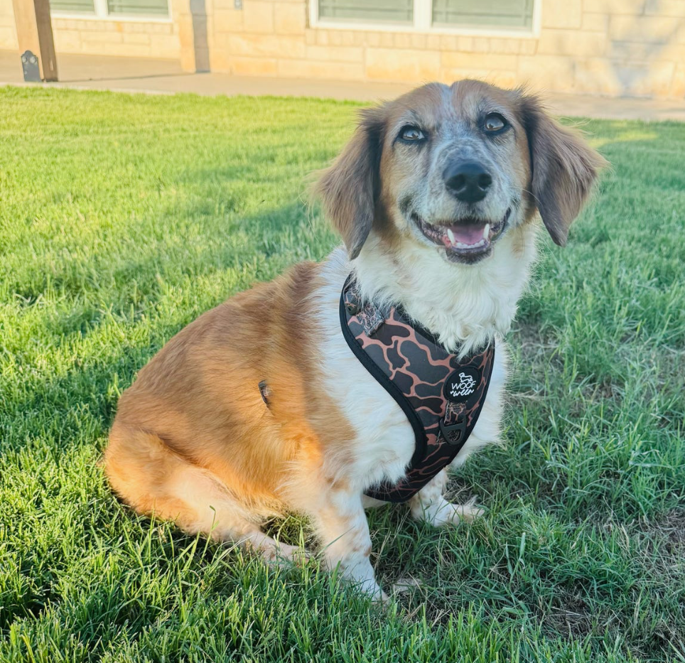 Adjustable Dog Harness - BLACK DUCK CAMO