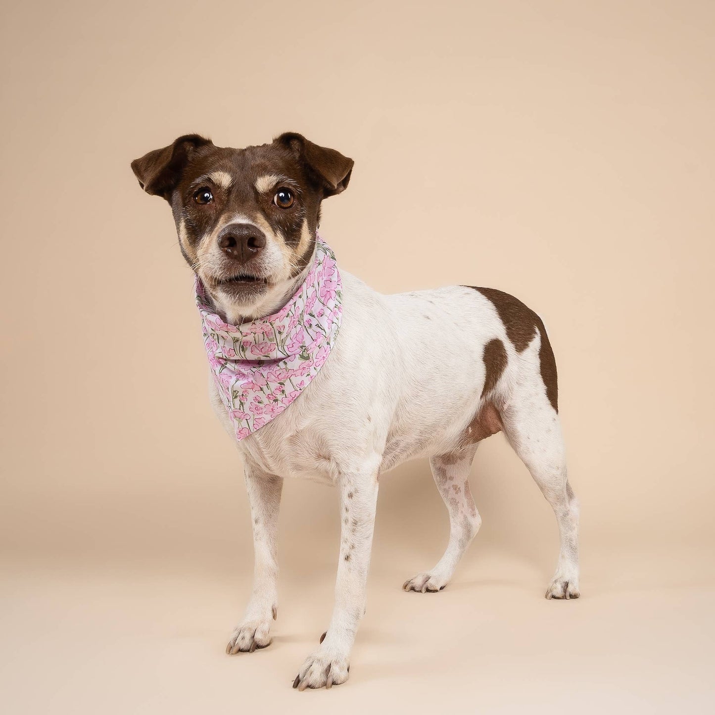 Azelia Flower Dog Bandana