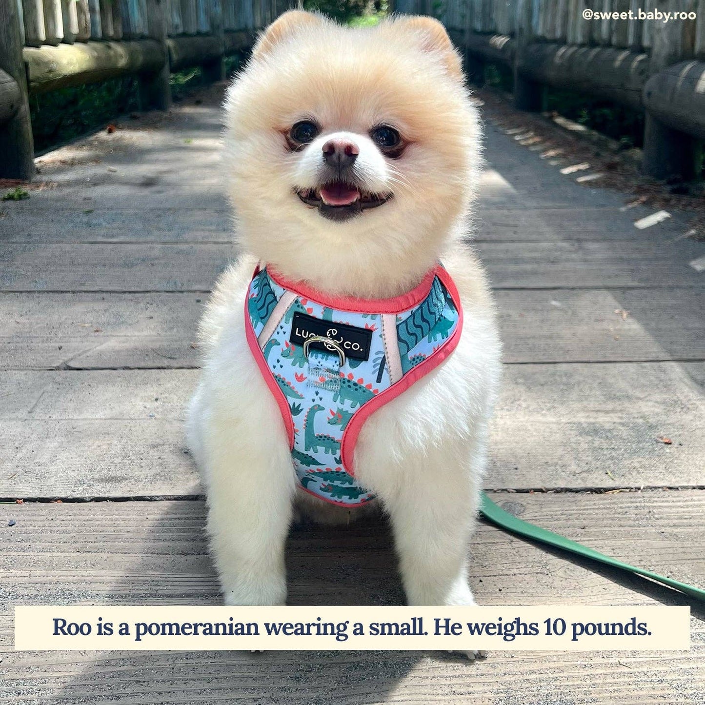 DinoROAR No-Pull Harness