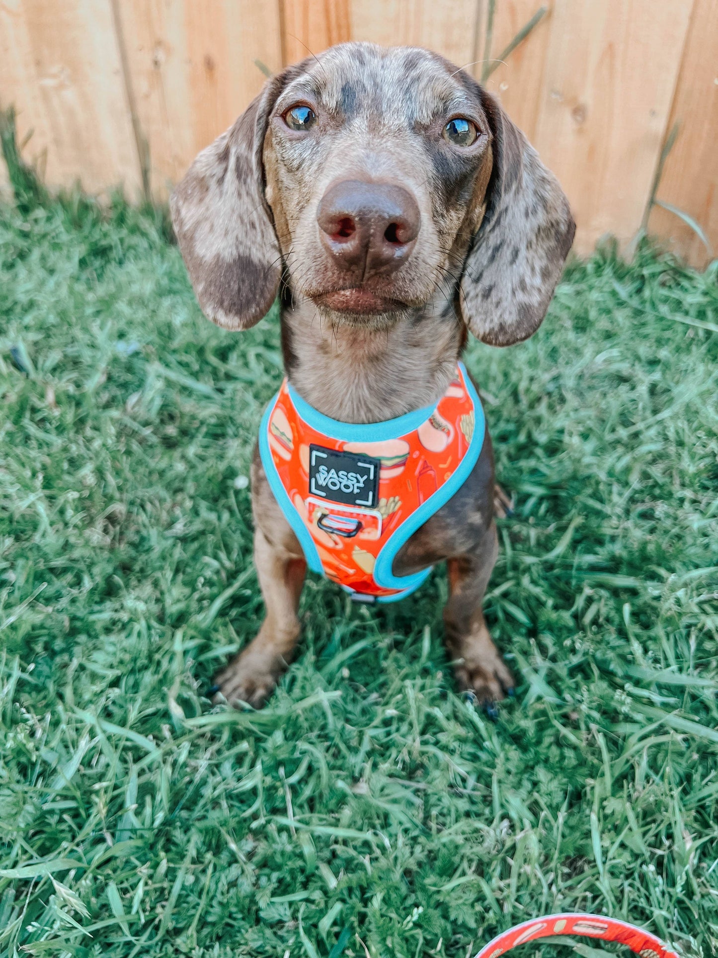 Dog Reversible Harness - One Hot Pupperoni