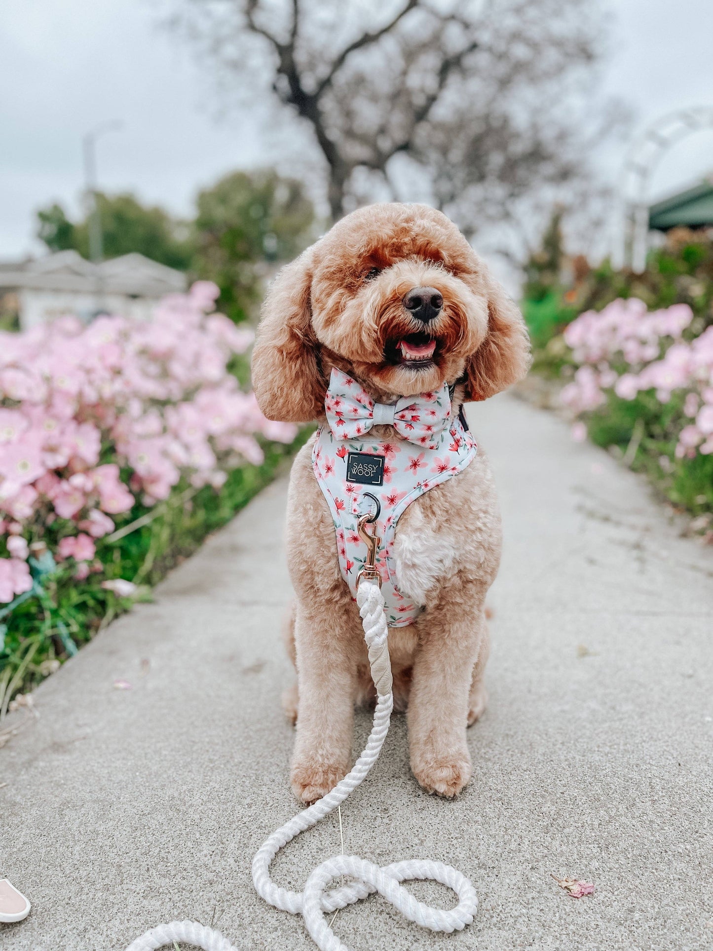 Dog Rope Leash - Dove