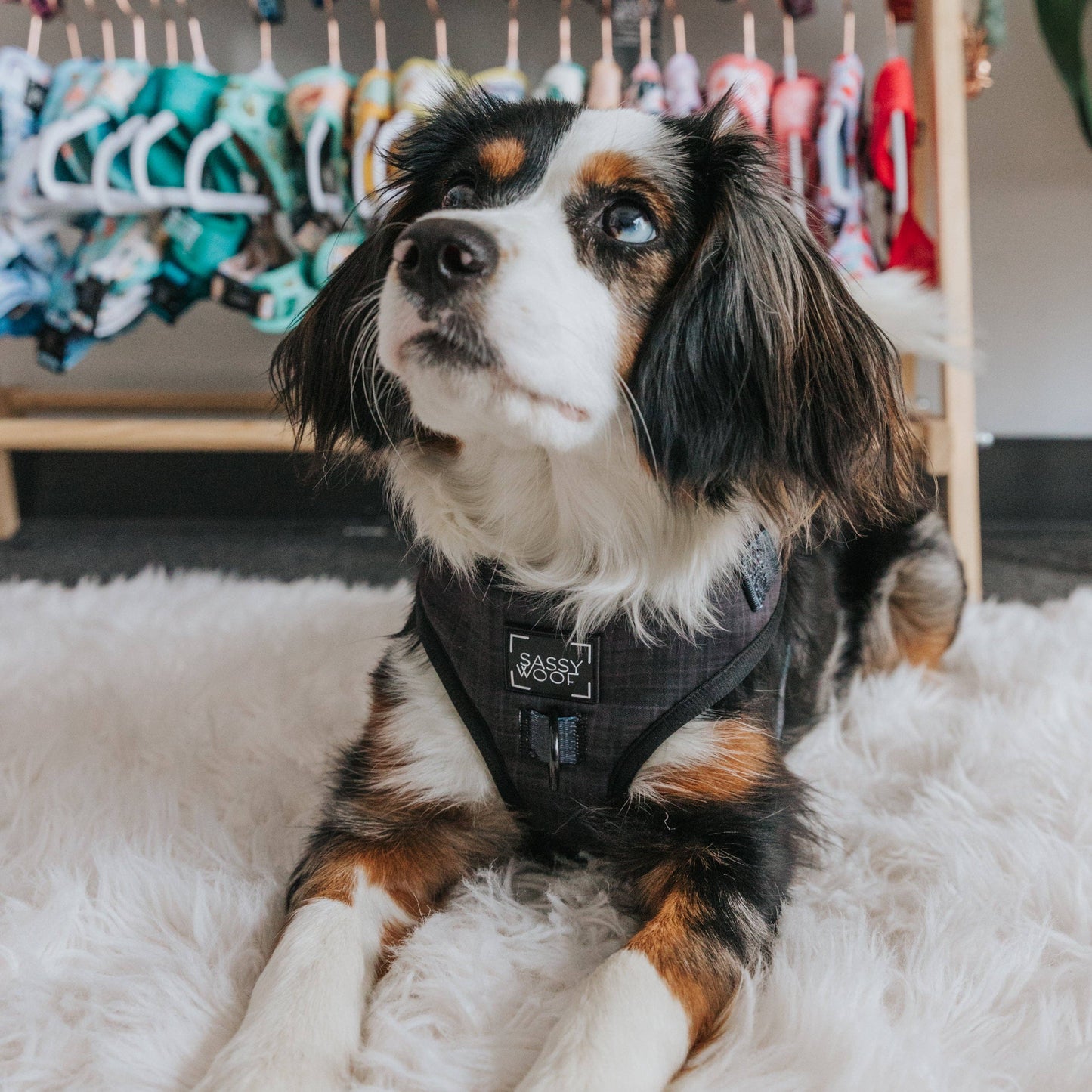 Dog Adjustable Harness - Baby Got Black
