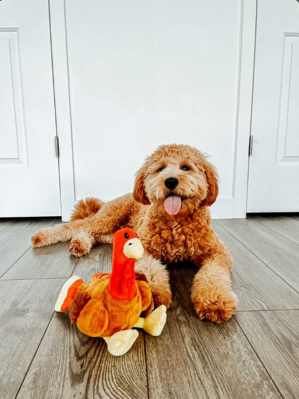 Midlee Thanksgiving Turkey Dog Toy