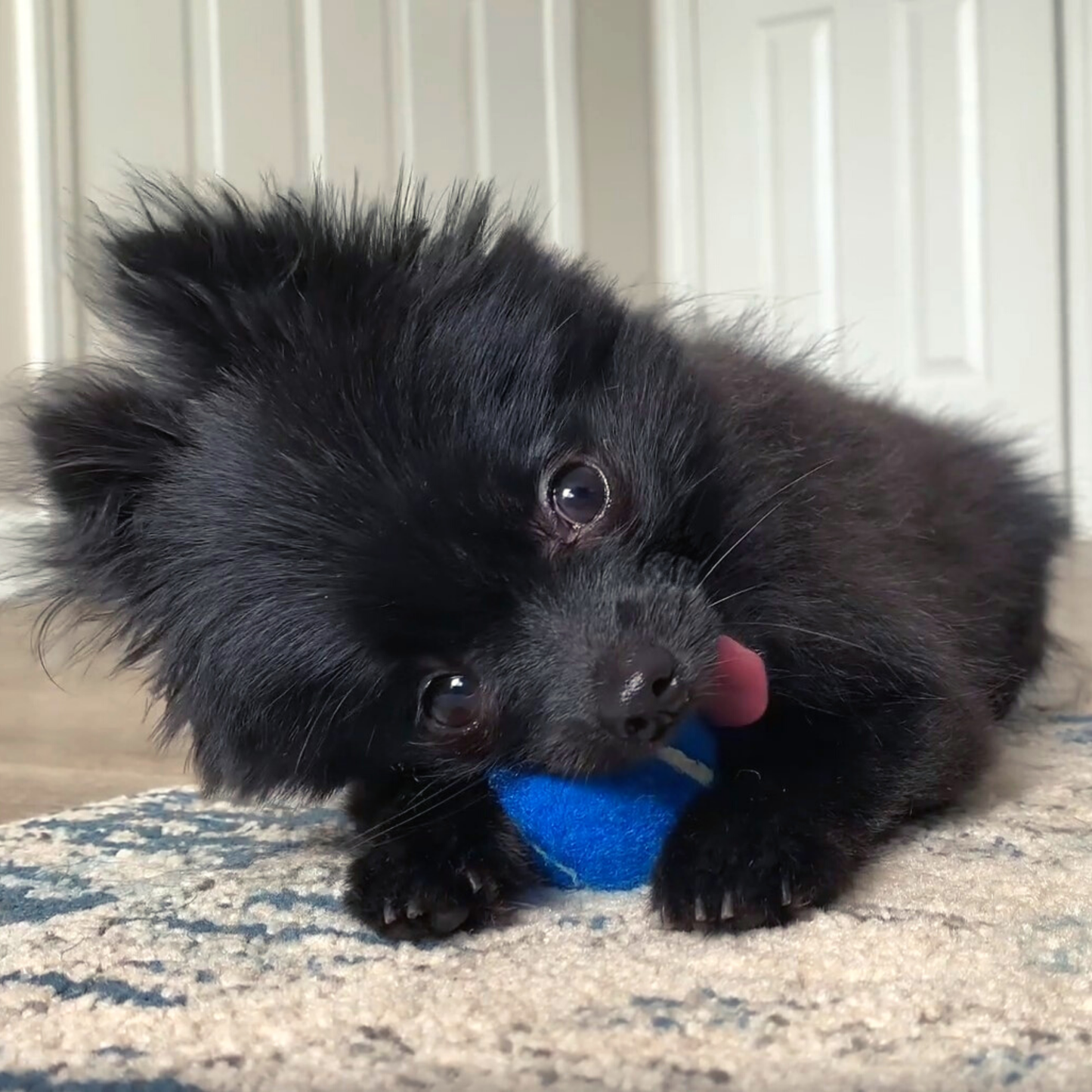 Midlee Mini Dog Tennis Balls Bulk 25-Pack (Assorted Colors)