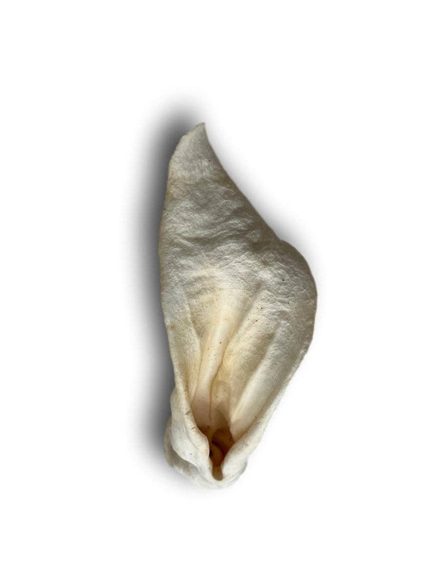 Lamb Ears