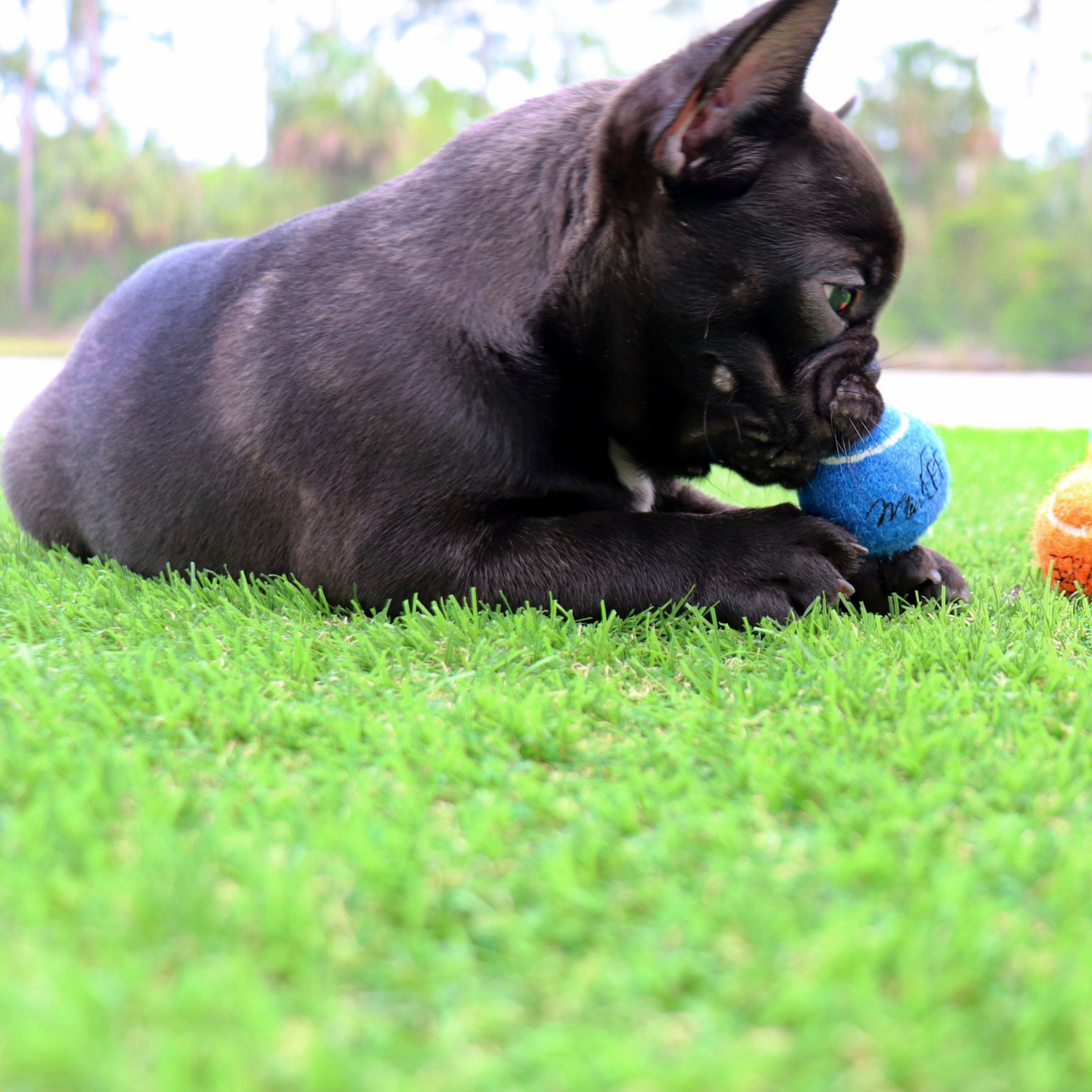 Midlee Mini Dog Tennis Balls Bulk 25-Pack (Assorted Colors)