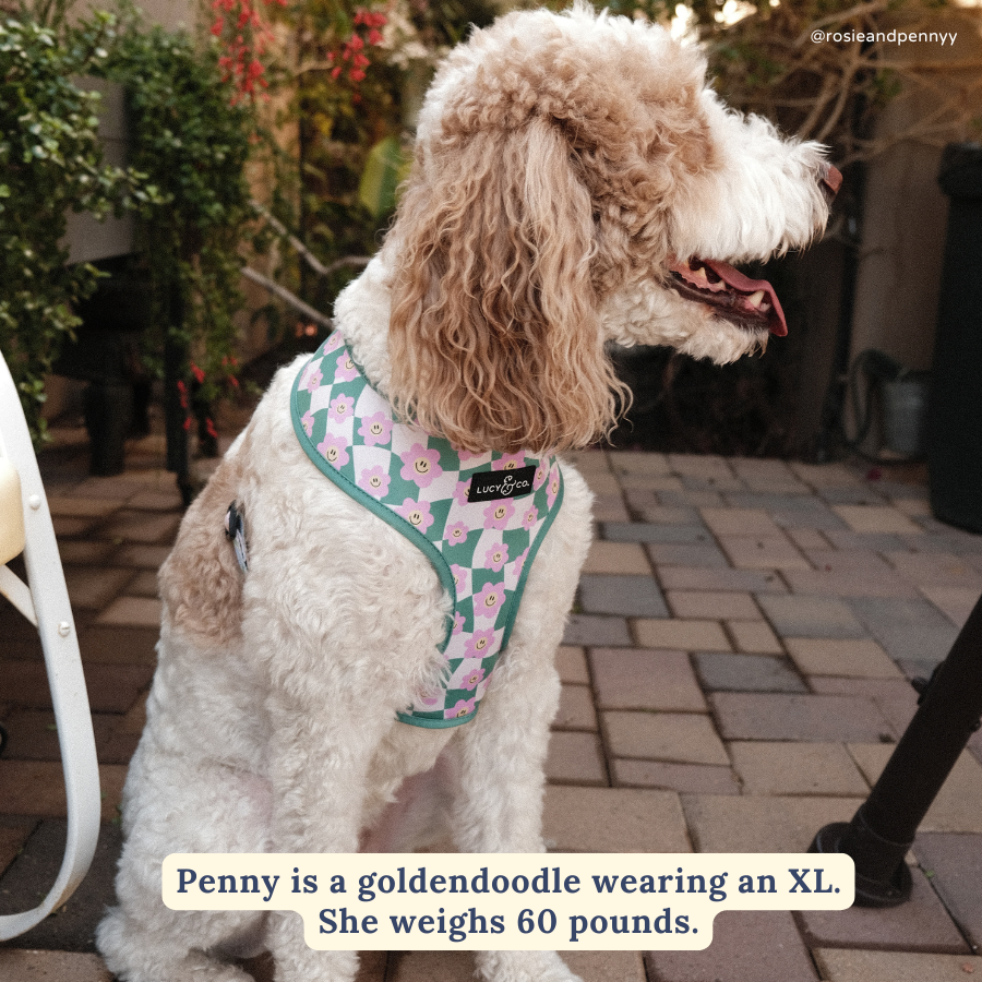 Just Chill Reversible Harness