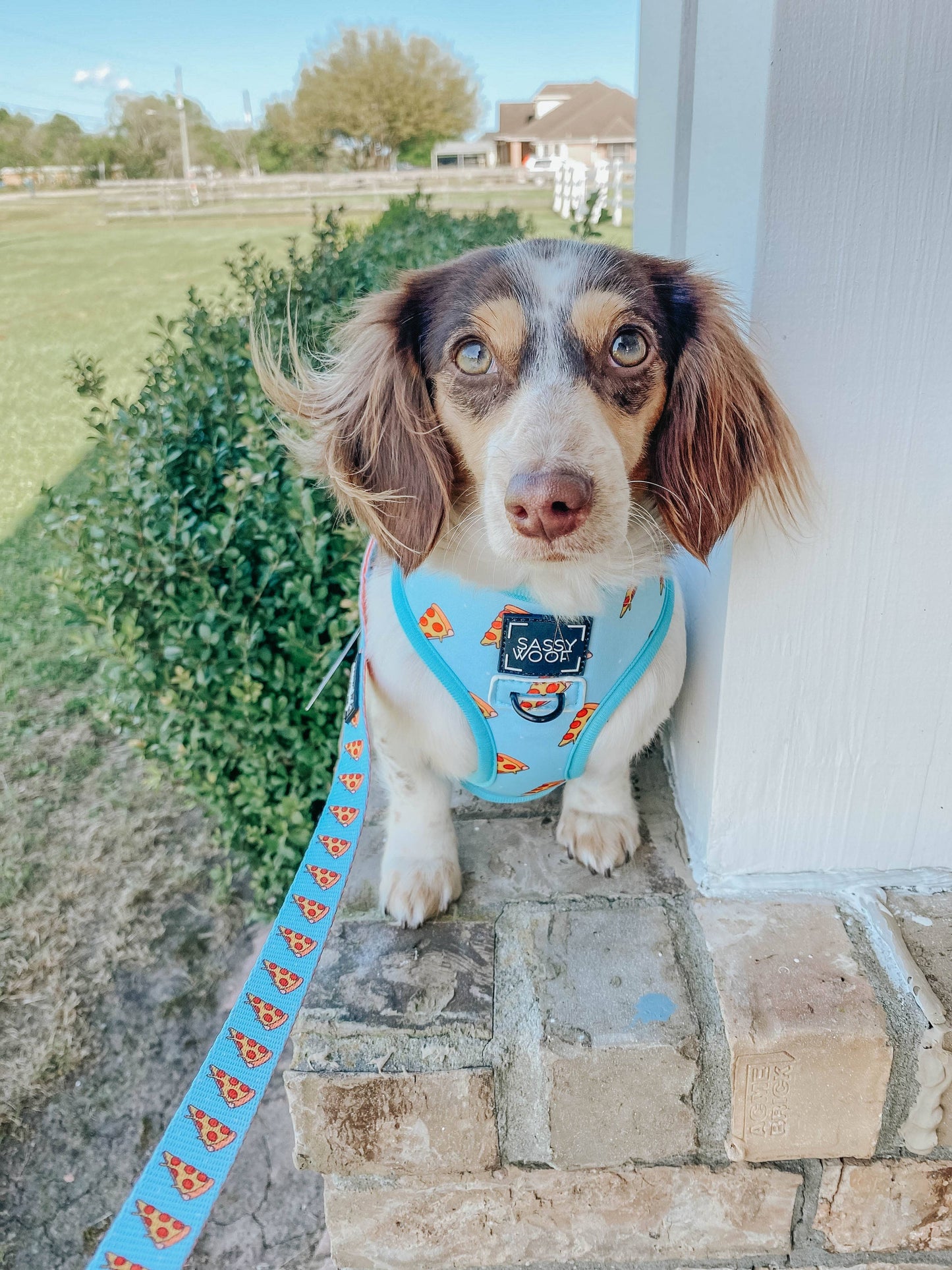 Dog Reversible Harness - One Hot Pupperoni