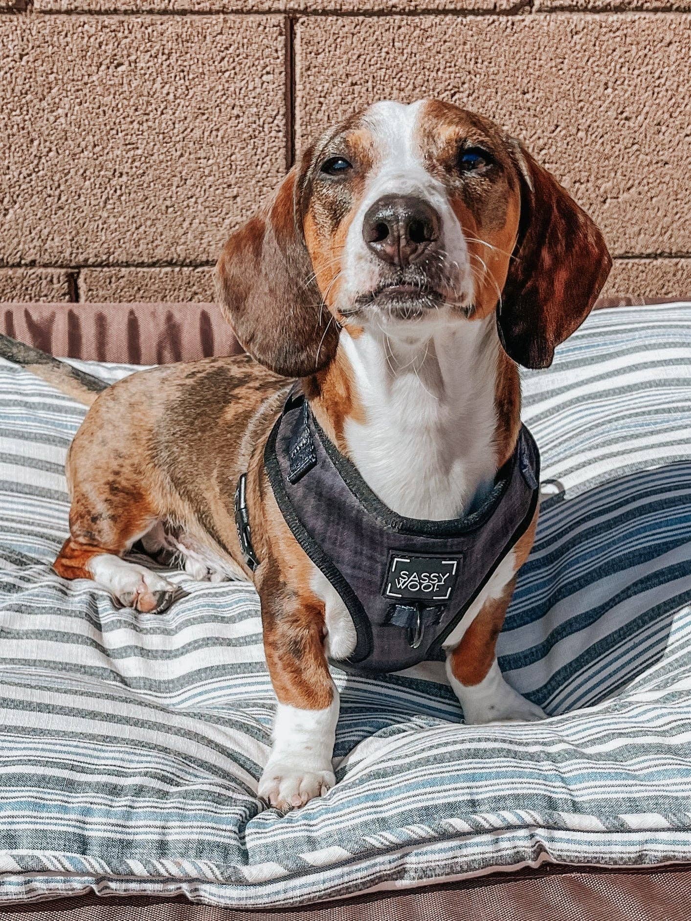 Dog Adjustable Harness - Baby Got Black