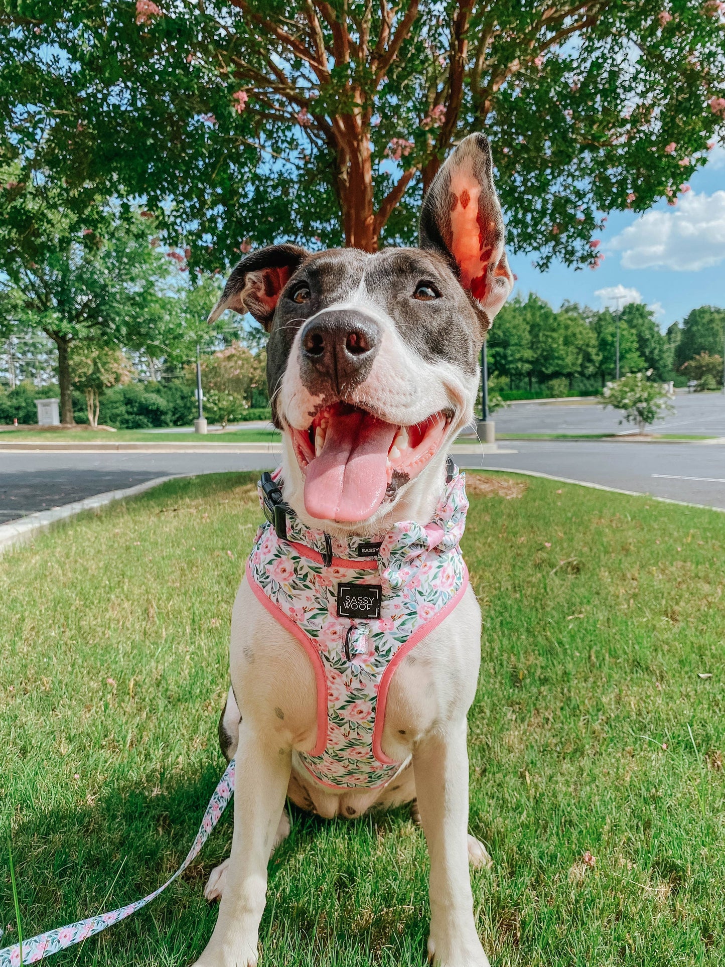 Dog Collar - Magnolia