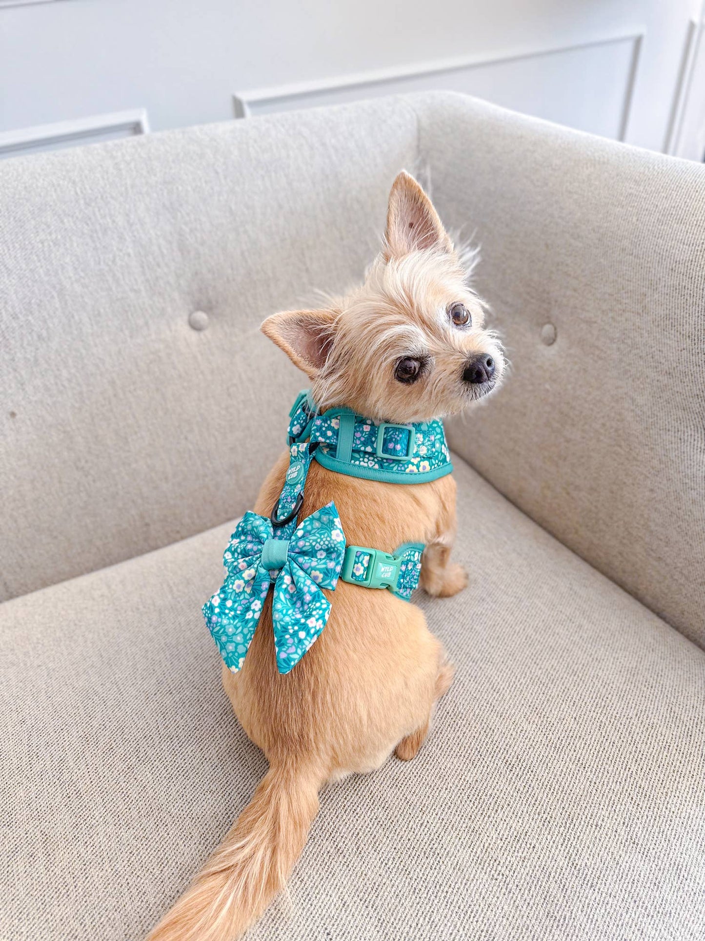 Adjustable Dog Harness: Notting Hill Mint