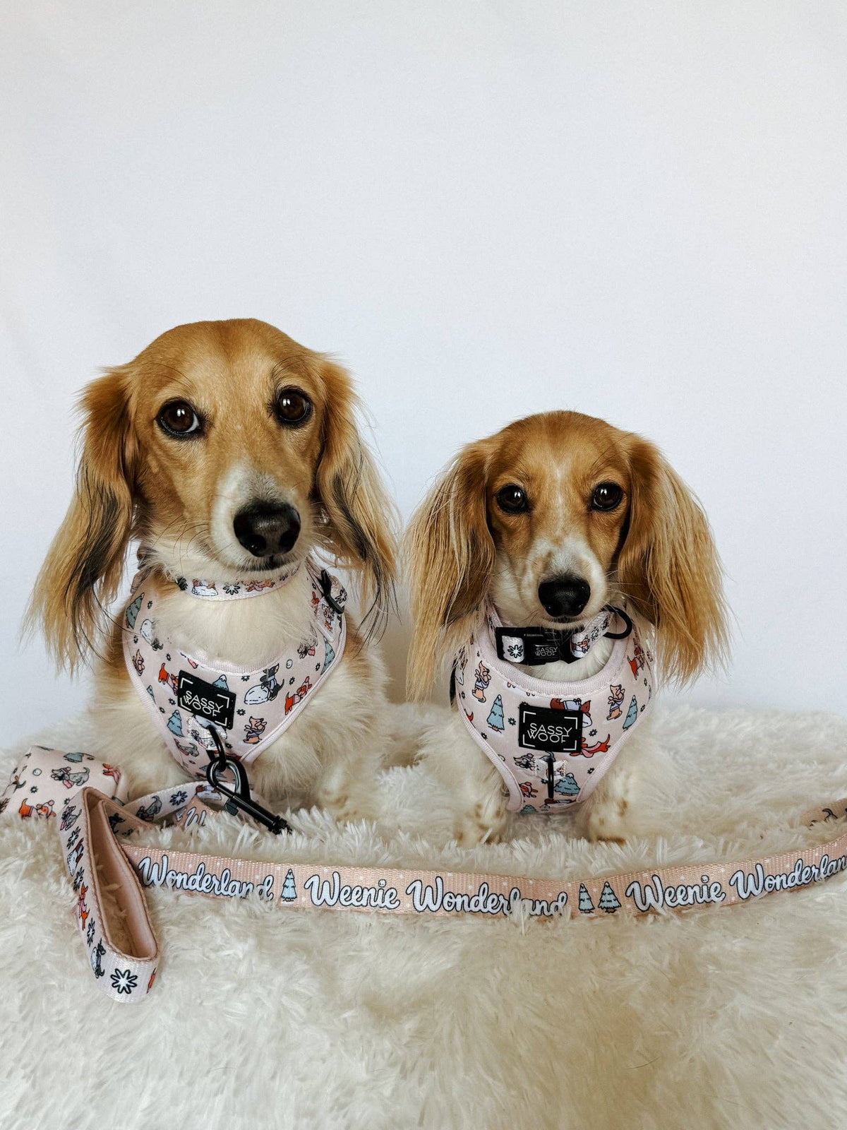 Dog Collar - Weenie Wonderland