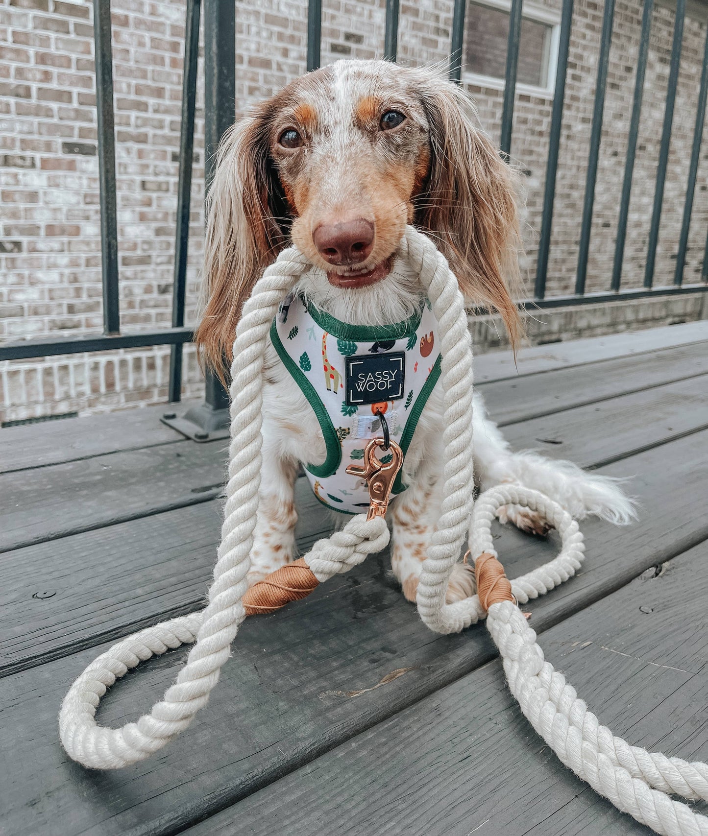 Dog Rope Leash - Natural