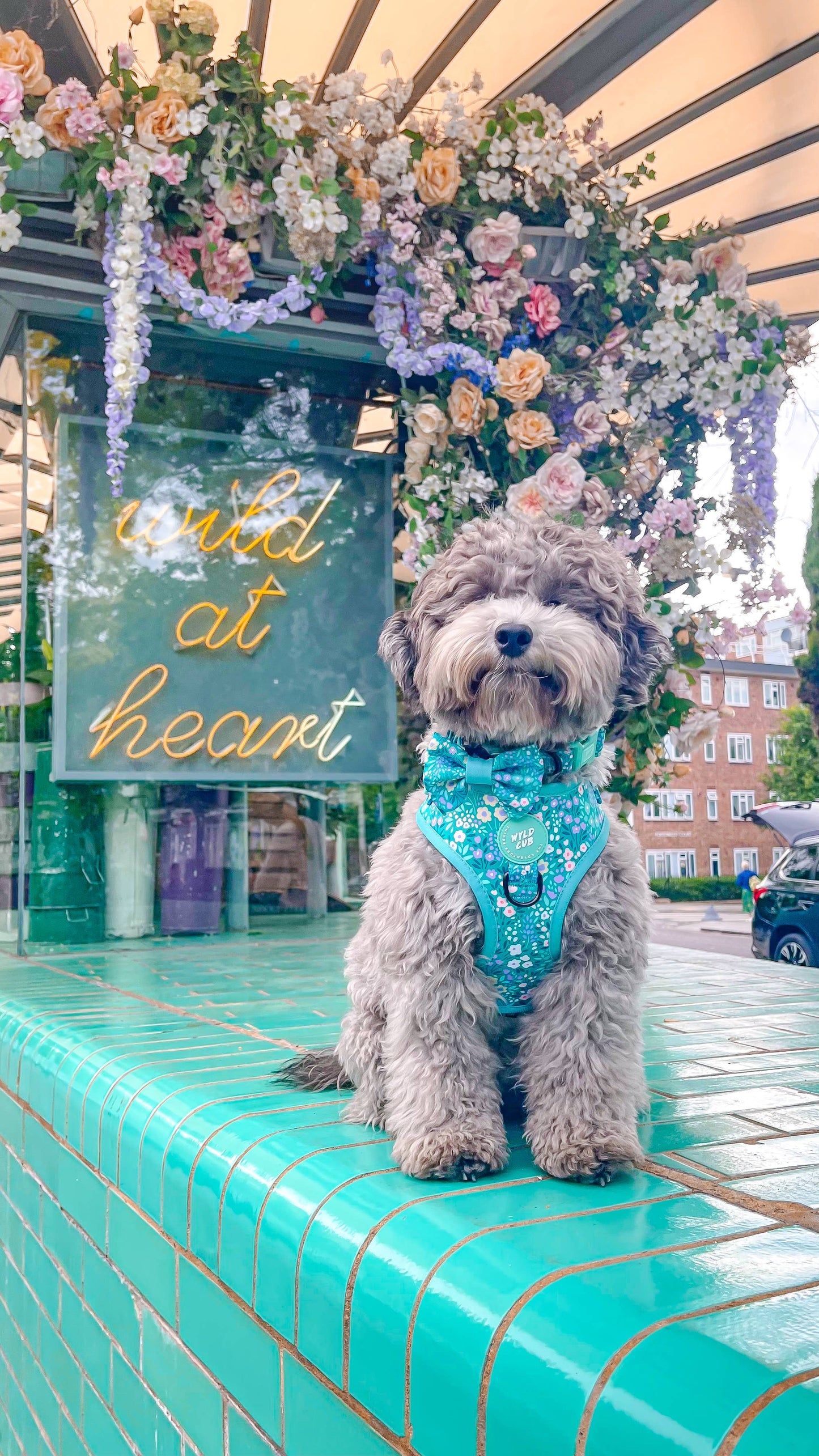 Adjustable Dog Harness: Notting Hill Mint