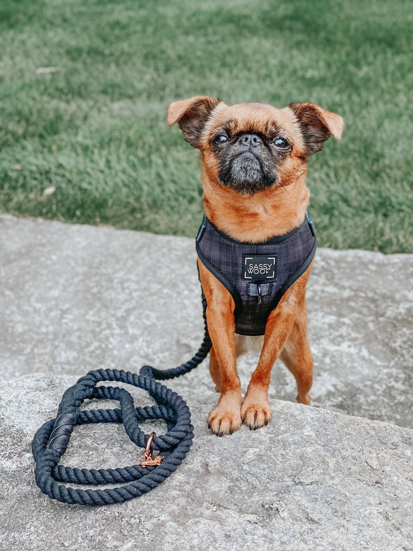 Dog Adjustable Harness - Baby Got Black